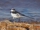african-wagtail-02