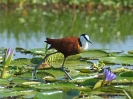 jacana-01