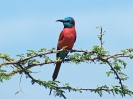 northern-carmine-bee-eater-02