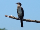 riedkormoran-07