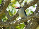 woodland-kingfisher-01