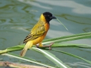 yellow-backed-weaver-01