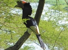black-and-white-casqued-hornbill-02