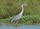 graureiher-01