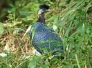 krauskopfperlhuhn-01