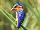 malachite-kingfisher-02