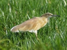 squacco-heron-02