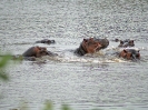 Flusspferd, KNP, Südafrika, November 2011