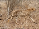 Gepard, KNP, Südafrika, Oktober 2011