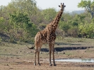 Giraffe, KNP, Südafrika, Oktober 2011