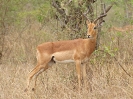 Impala, KNP, Südafrika, Oktober 2011