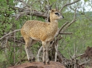 Klipspringer, KNP, Südafrika, November 2011